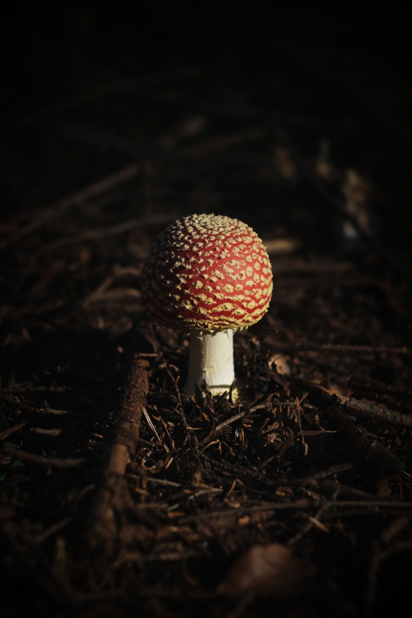 Fliegenpilz im Nadelwald